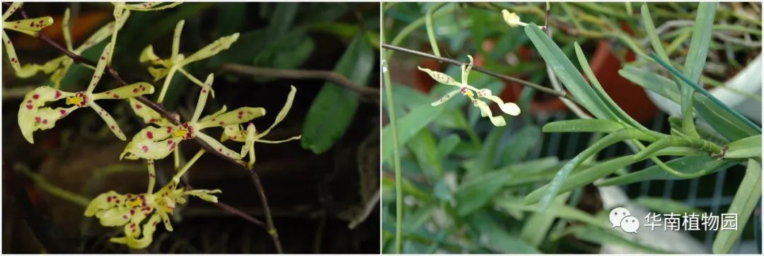 新知|如烟花般绚烂——火焰兰