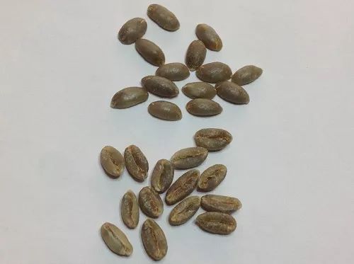 咖啡的分类品种及口味蓝山,最古老的咖啡品种