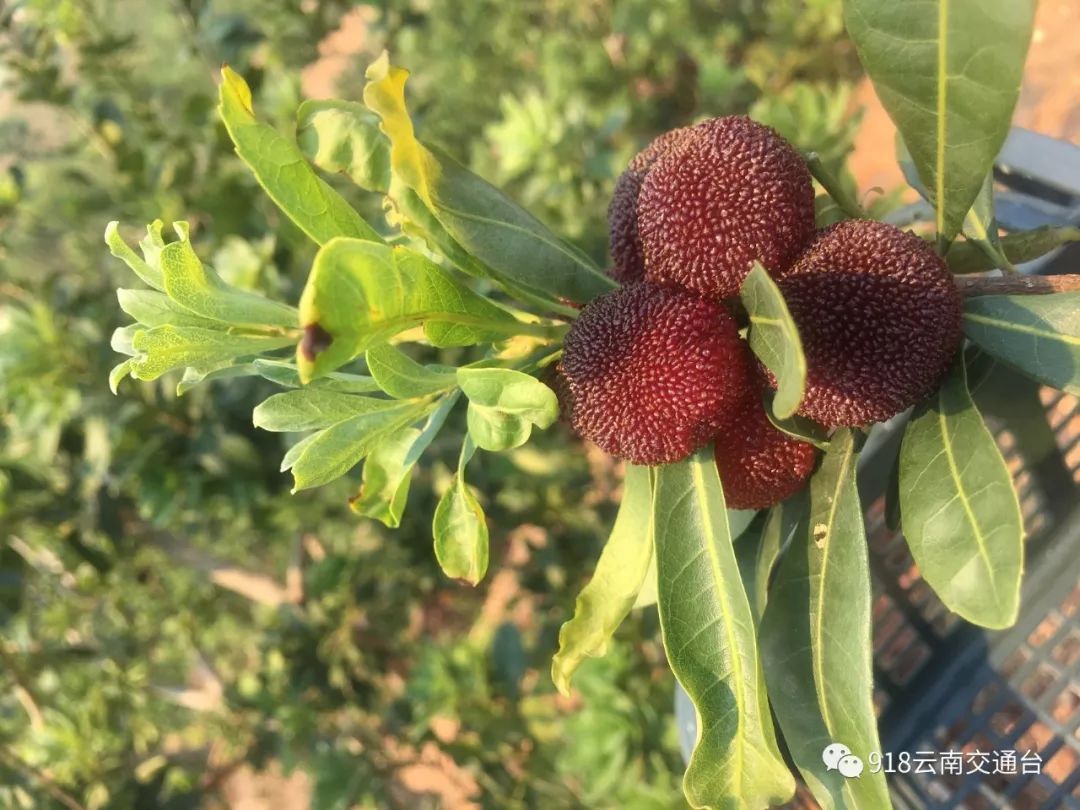 石屏杨梅樱桃采摘方法,石屏杨梅上市了欢迎大家来品尝