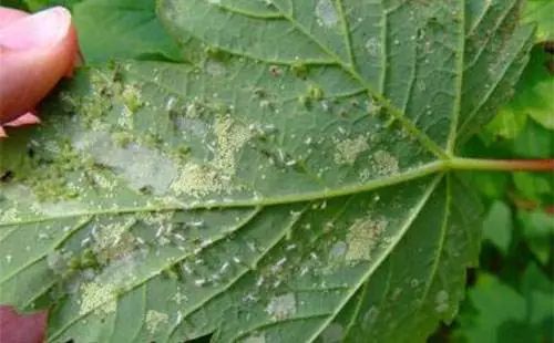 长了蚜虫不用打药教你一招无蚜虫,蚜虫最简单有效的防治方法小秘方