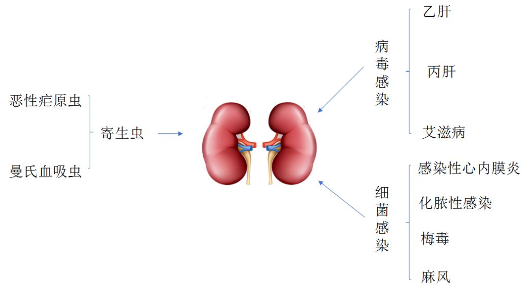 科普肾脏,医学科普出汗和肾脏关系
