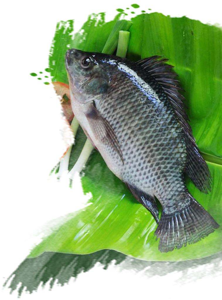 罗非鱼产业链分析,罗非鱼产业给国人带来的好处