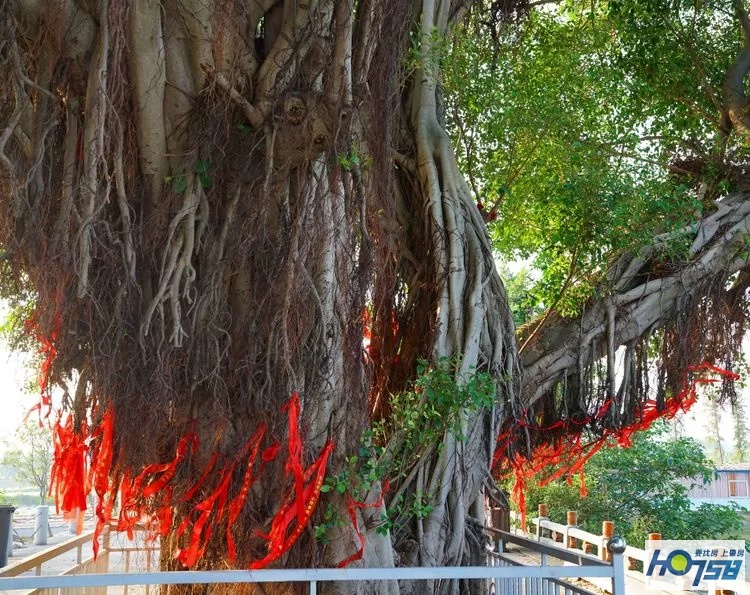 行摄肇庆·美丽砚洲岛——最接地气的生活记录，真实的力量打动人心