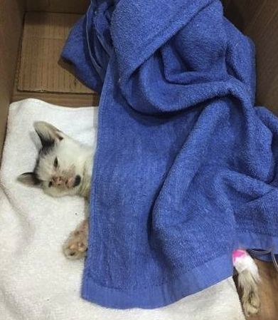 小猫皮肤溃烂被遗弃，新主人不顾病危通知，坚持治疗换来新生！