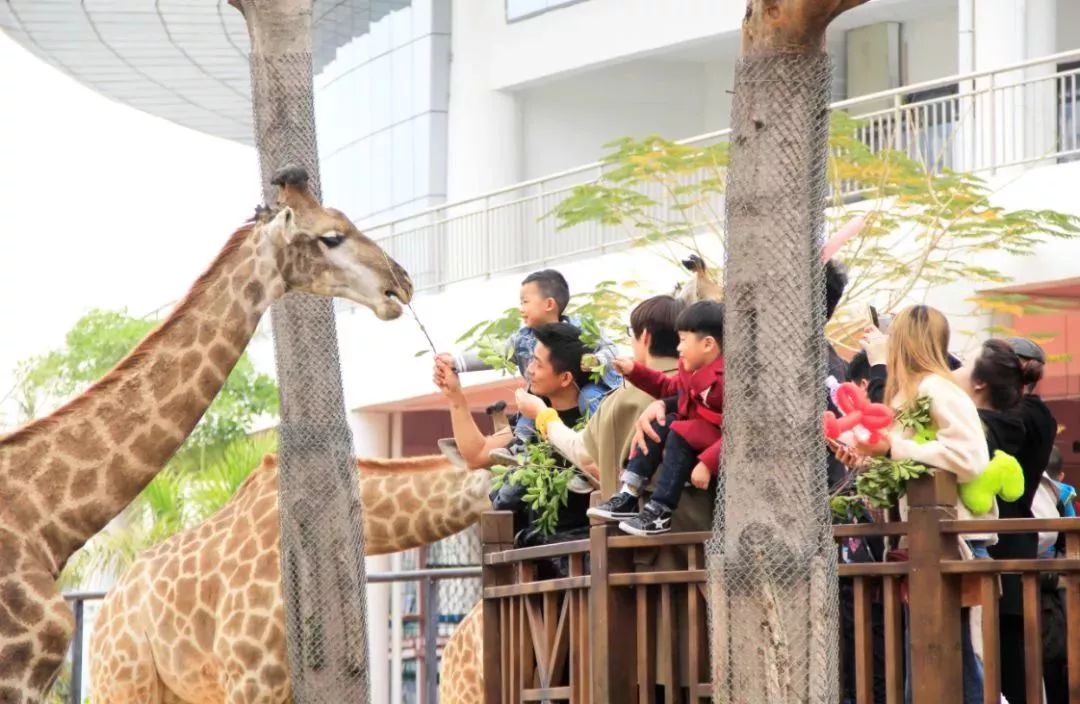 灵玲国际马戏城儿童节,厦门灵玲国际马戏城大熊猫叫什么