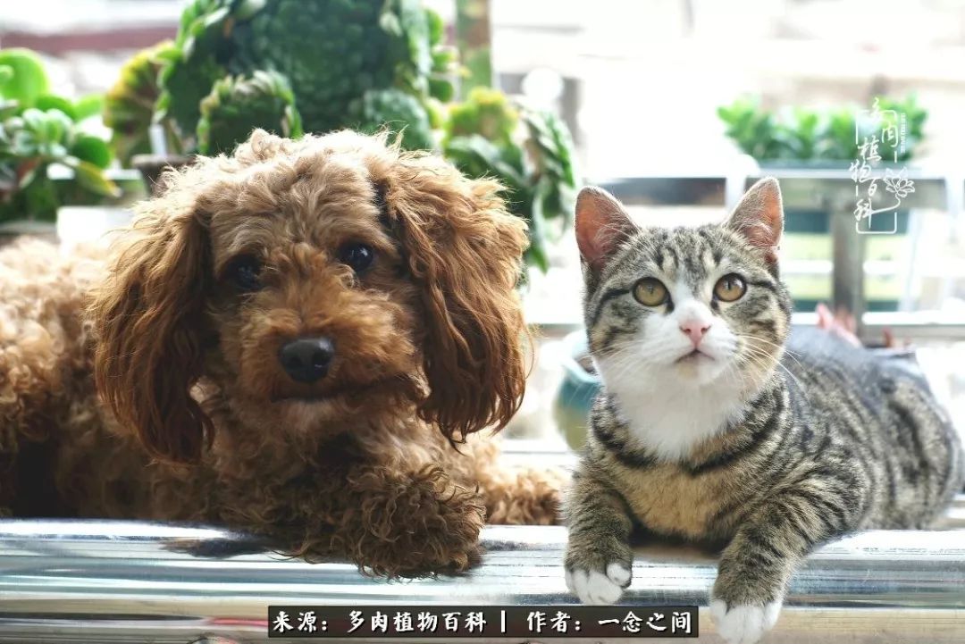 天敌Or天使：多肉与萌宠共处一室，究竟是谁的幸与不幸?