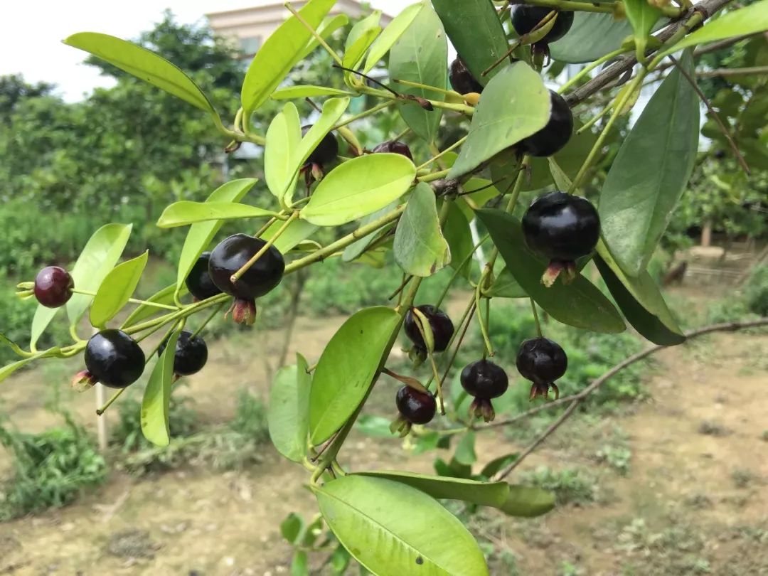 好消息水果特价优惠,广东巴西甜樱桃