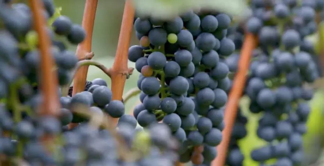 凌晨私奔、一夫六妻，水果圈的戏码你根本想不到