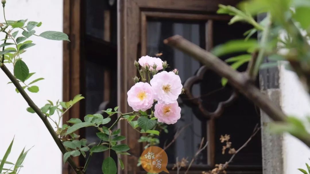 常州必去老街巷,常州必去的8大老街