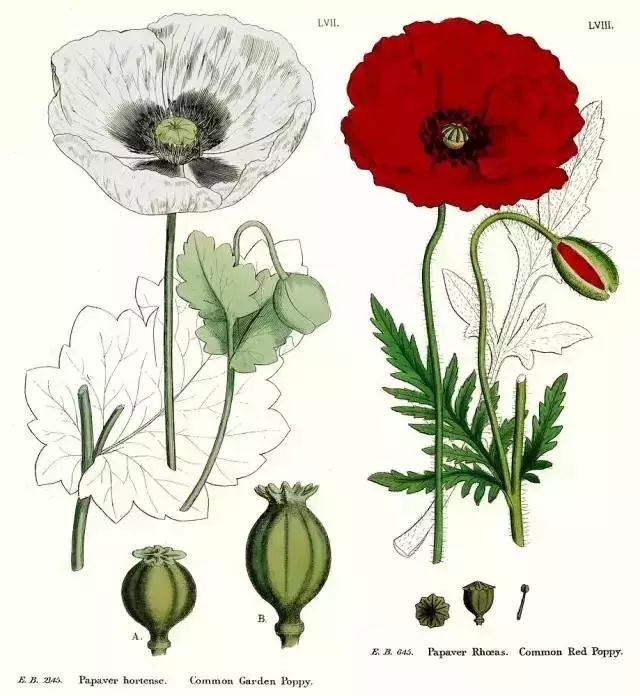 这个“偏方”能治病?上饶两位村民在自家菜地种植这种植物被抓…