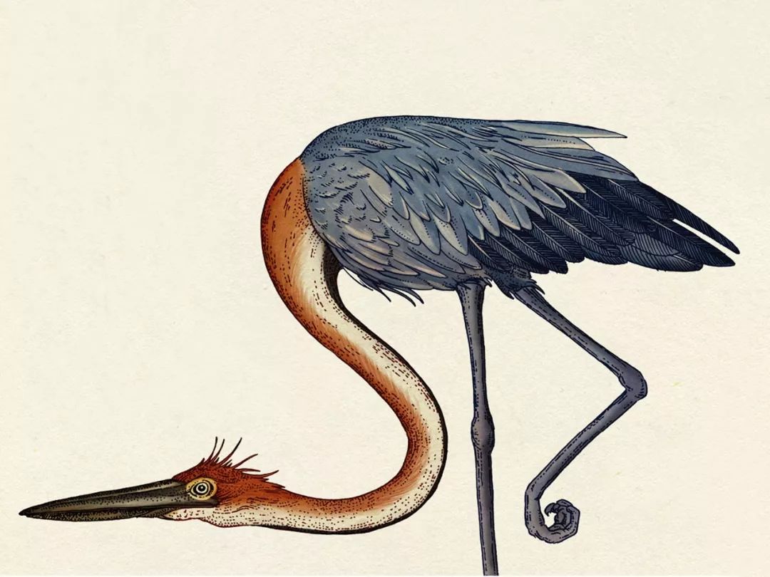 堪称一绝的野生动物画,世界动物画谱