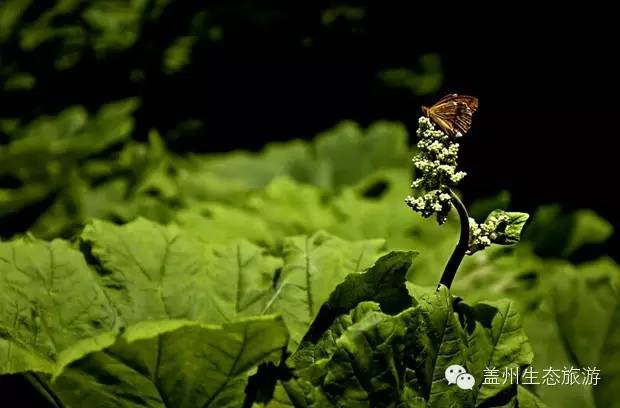 辽南第一高峰步云山,辽宁第一峰步云山