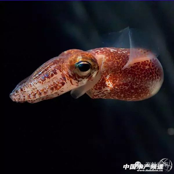 如何区分章鱼墨鱼鱿鱼,怎么区分章鱼乌贼墨鱼鱿鱼