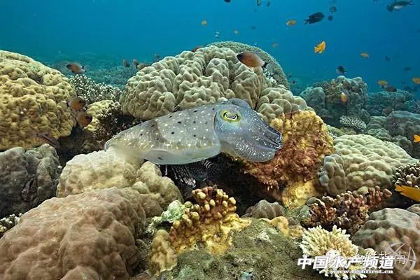 你会区分章鱼鱿鱼墨鱼和乌贼吗,八爪鱼章鱼鱿鱼墨鱼乌贼的区别