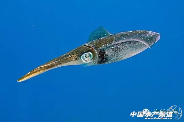 你会区分章鱼鱿鱼墨鱼和乌贼吗,八爪鱼章鱼鱿鱼墨鱼乌贼的区别