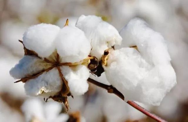 全棉老粗布凉快吗,特别舒服特别软的夏凉被布料