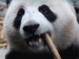 你才可爱你全家都可爱出处,你才可爱你全家都可爱怎么回