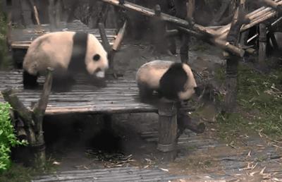 熊猫萌啦,熊猫萌化