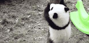 熊猫萌啦,熊猫萌化