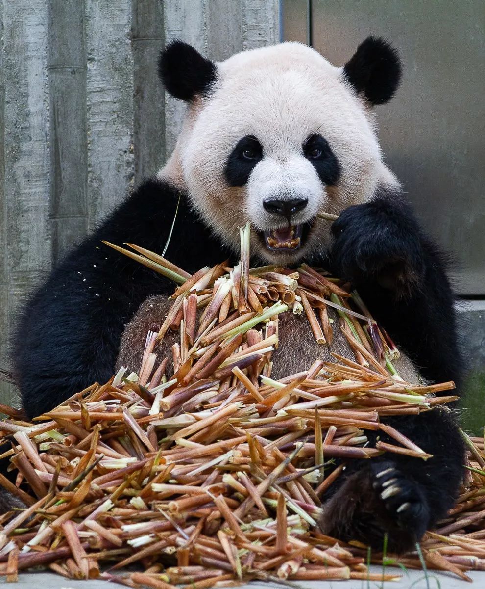 熊猫萌,熊猫萌啦