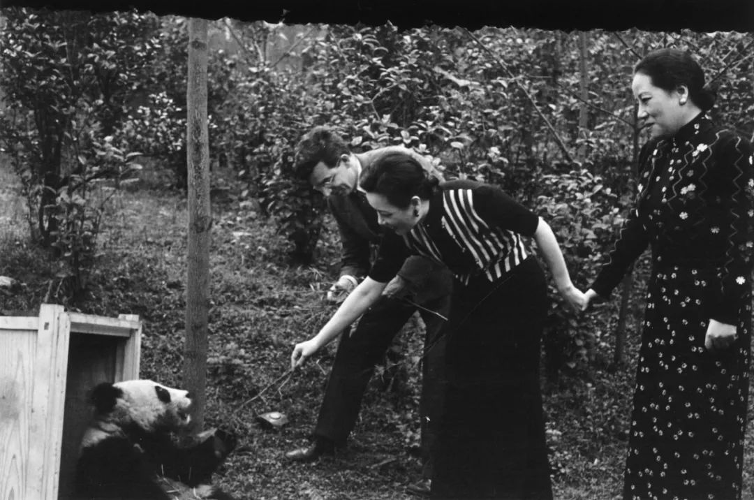 熊猫萌啦,熊猫萌化