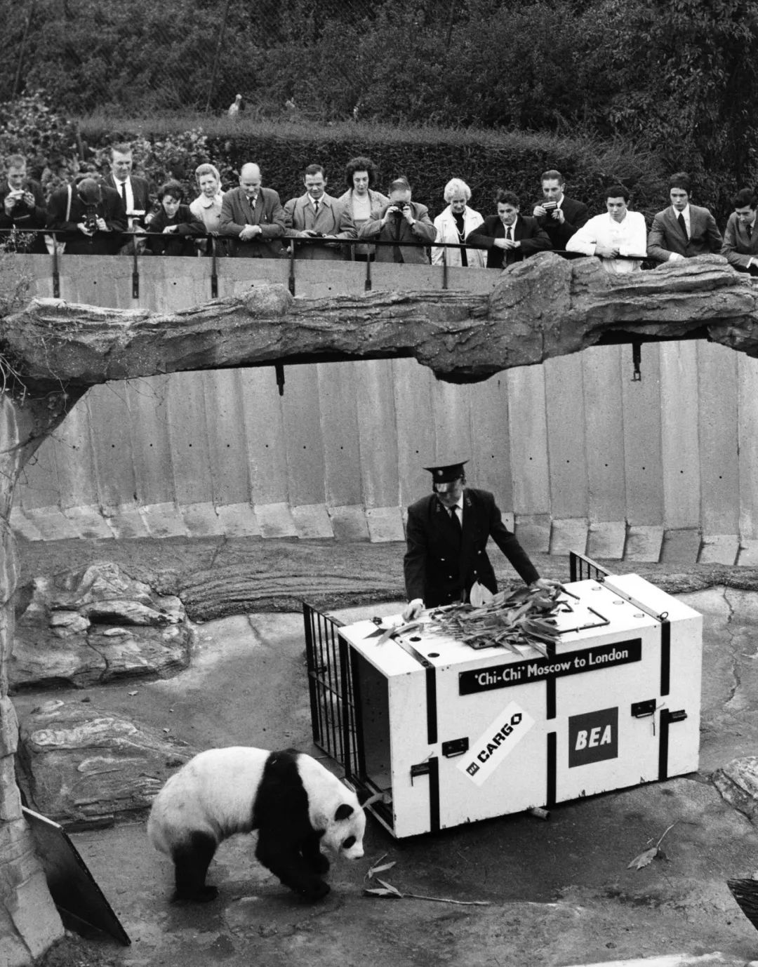 熊猫萌,熊猫萌啦