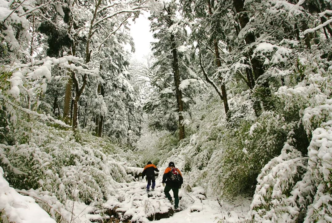 熊猫萌啦,熊猫萌化