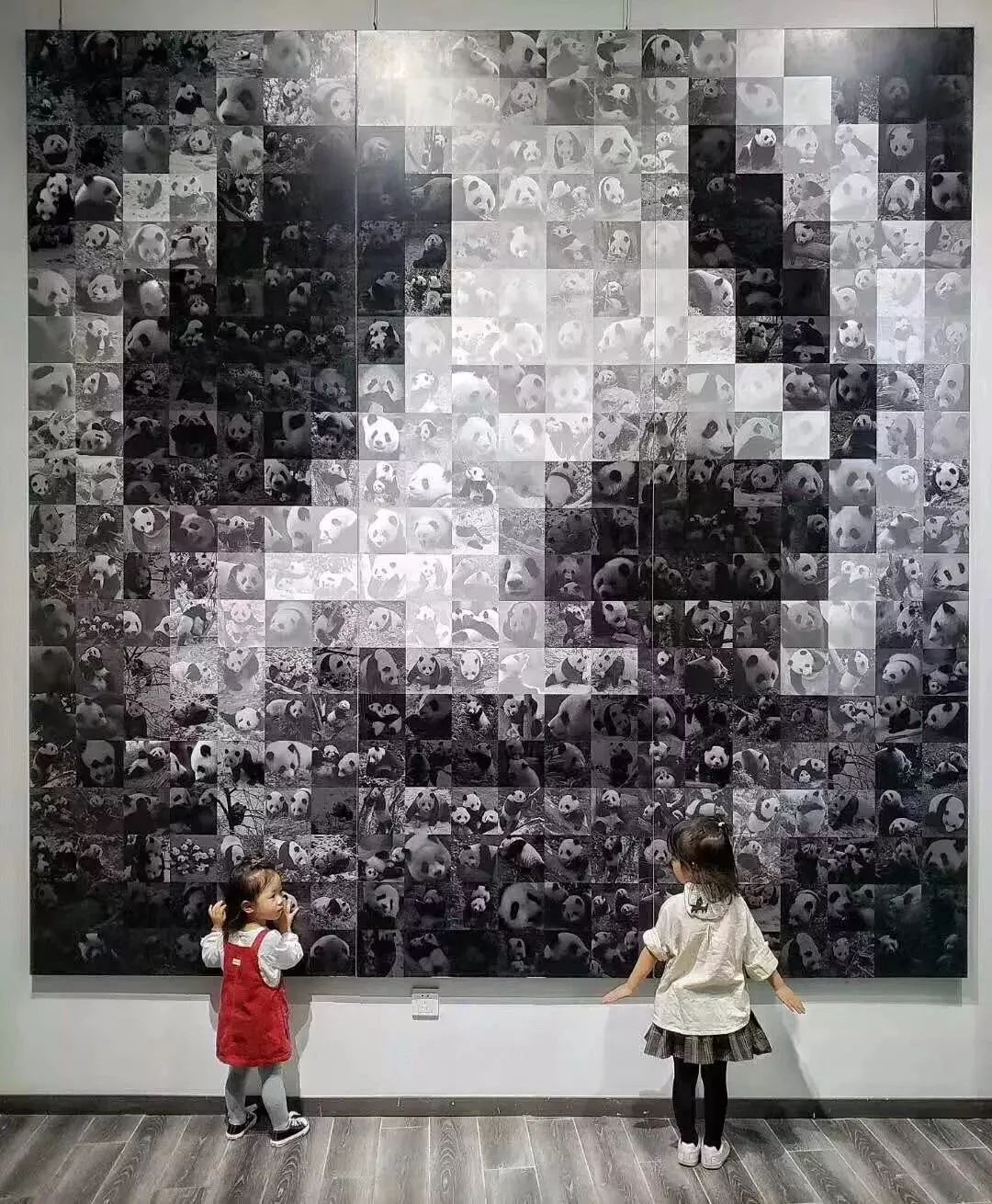 熊猫萌啦,熊猫萌