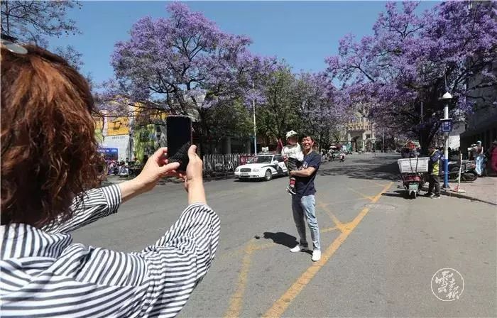 过节！以蓝花楹的名义