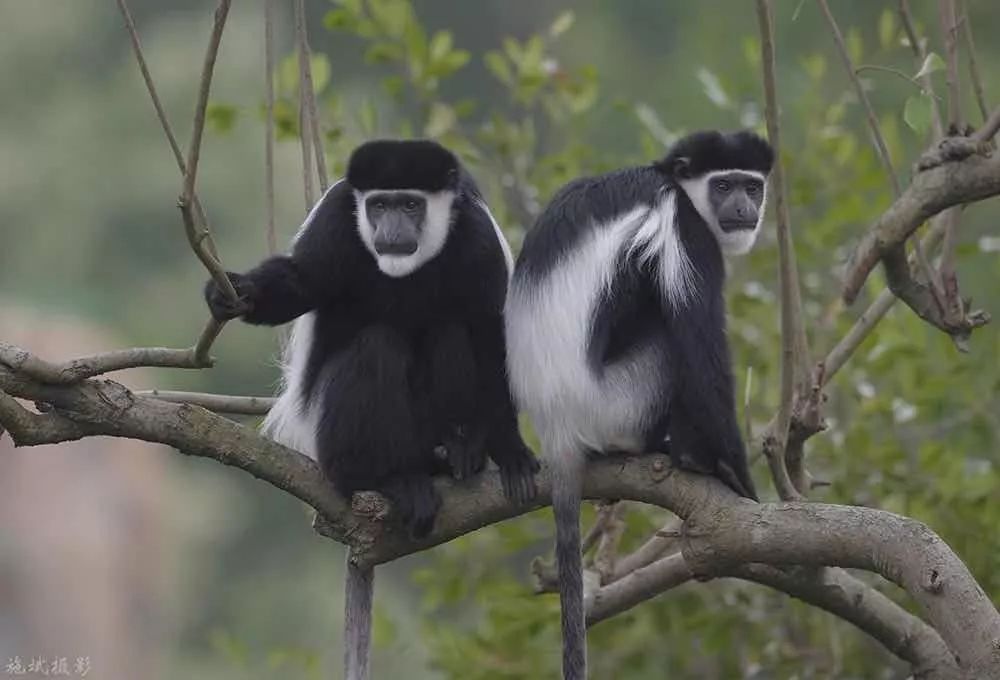 上海野生动物园游览攻略,上海野生动物园的旅游路线示意图