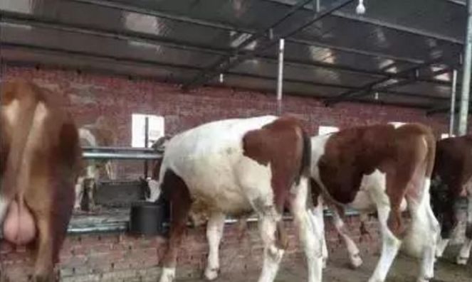 养牛新技术教学,养牛怎么养才能让牛快速生长