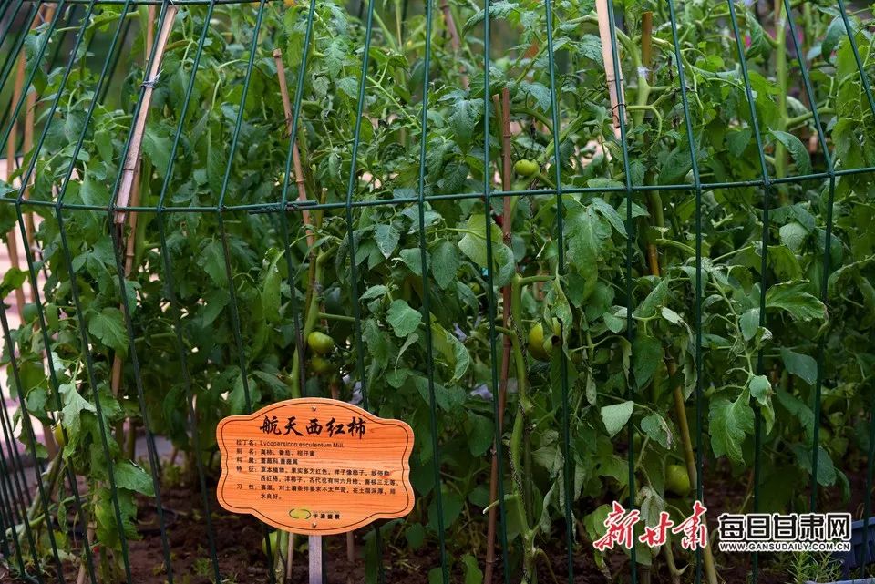 世园会甘肃园美丽的丝路画卷,飞天舞蹈表演甘肃