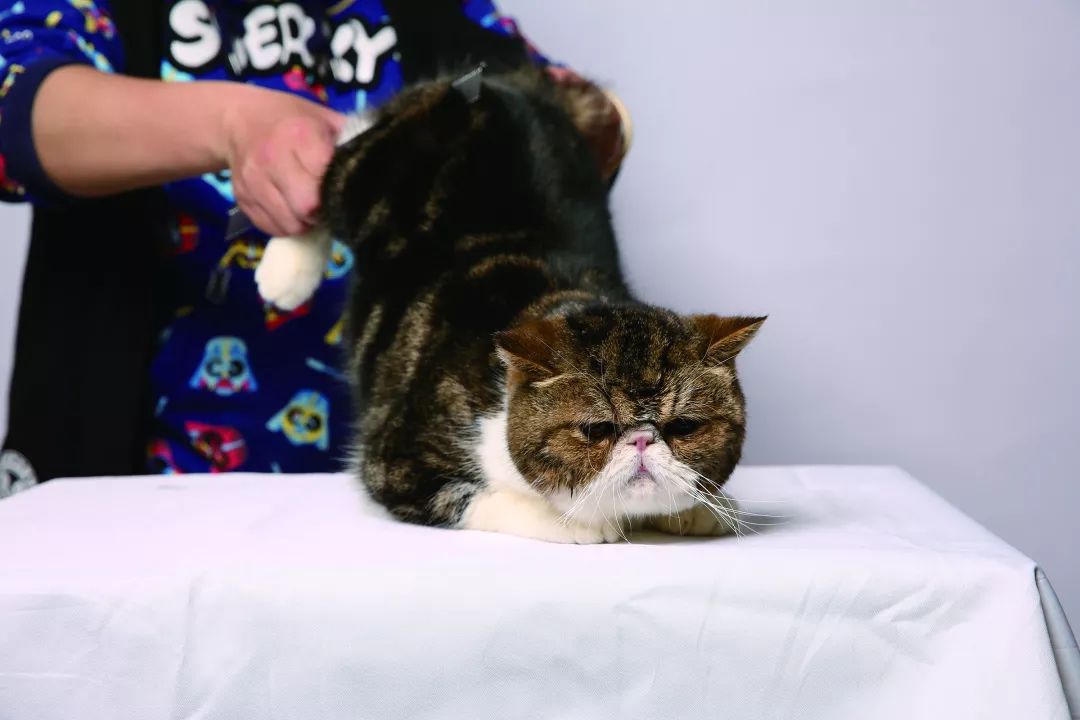 用硫磺皂给猫咪洗澡,猫咪不肯洗澡怎么办