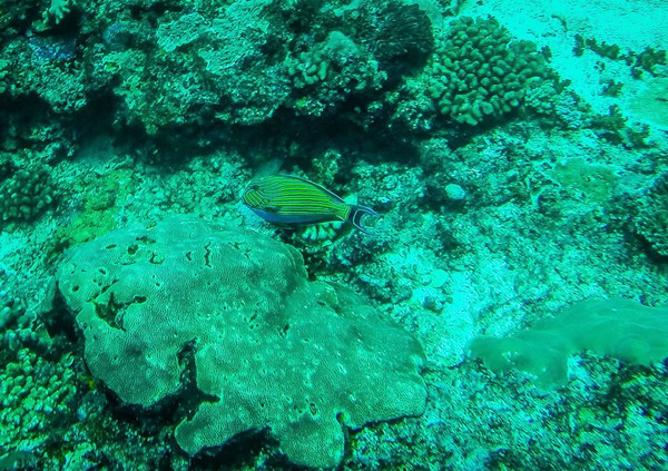 巴厘岛潜水之旅,巴厘岛潜水风景图