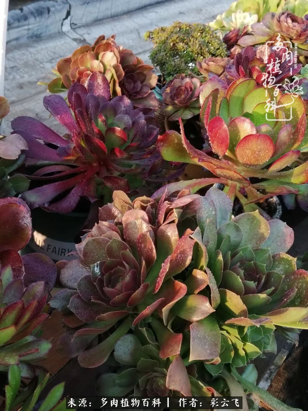 爱春天,爱阳光,爱法师!让我们一起跳法师坑吧!