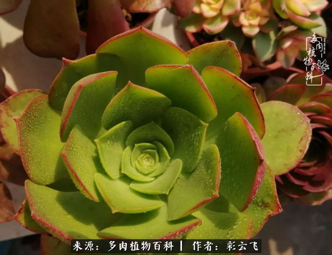 爱春天,爱阳光,爱法师!让我们一起跳法师坑吧!