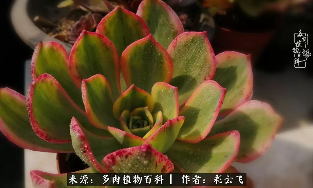 爱春天,爱阳光,爱法师!让我们一起跳法师坑吧!