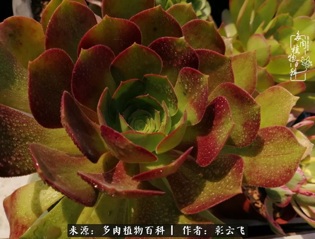 爱春天,爱阳光,爱法师!让我们一起跳法师坑吧!