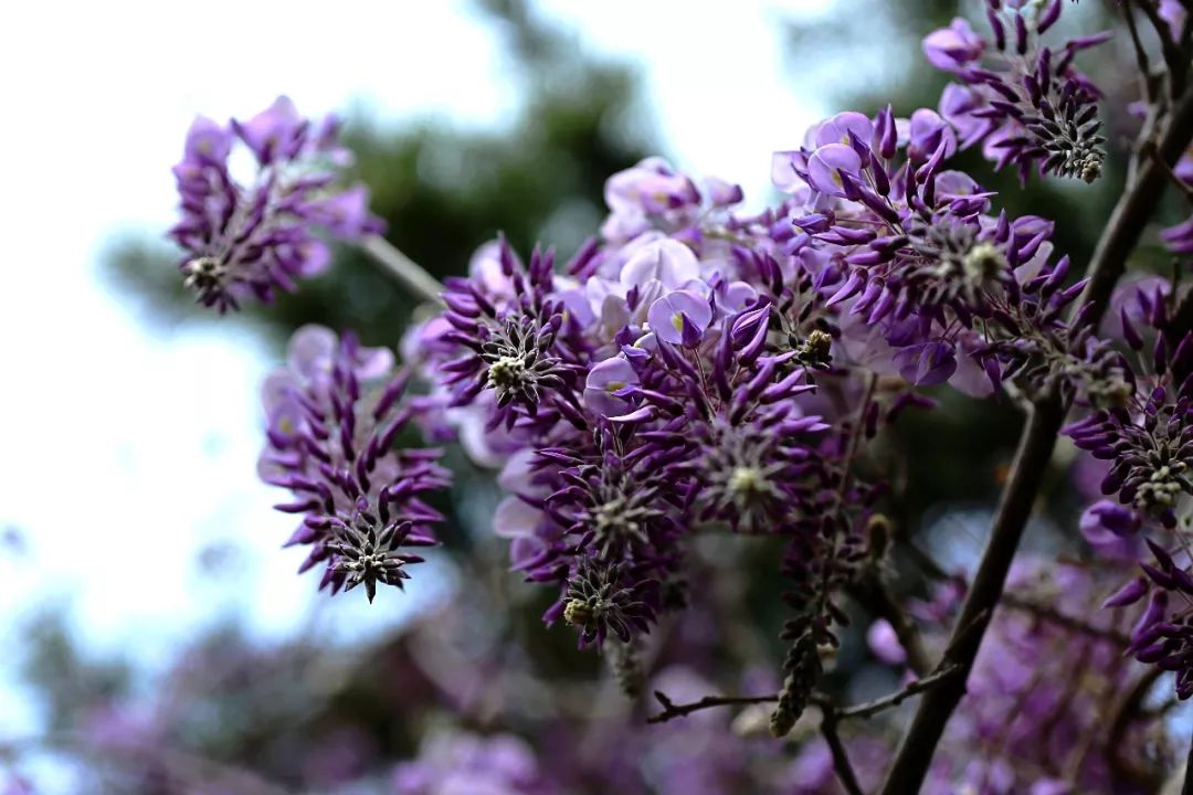 蓬莱五一旅游攻略,蓬莱阁旅游攻略一日游推荐