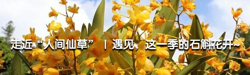 黄龙玉奖牌,获奖的黄龙玉作品