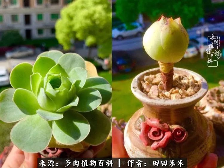 玫小青,7月份了山地玫瑰该怎么养