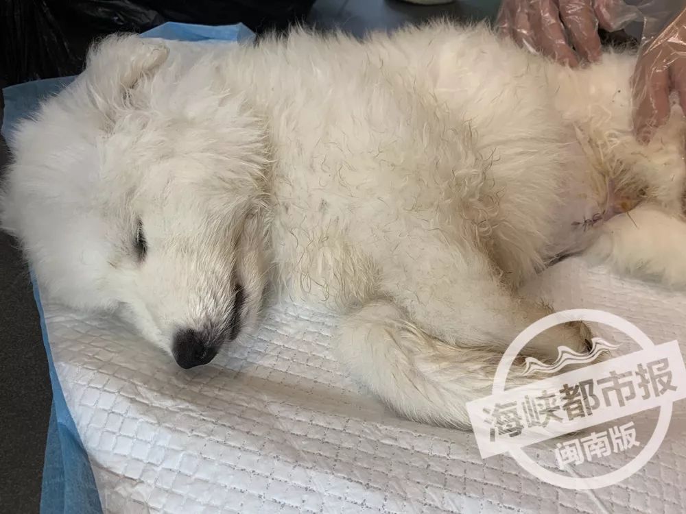 1200元的柴犬2天就死了,2000多买的狗死了