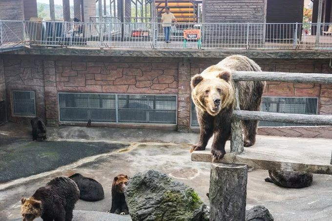 日本发现的大宝藏,日本挖出大宝藏