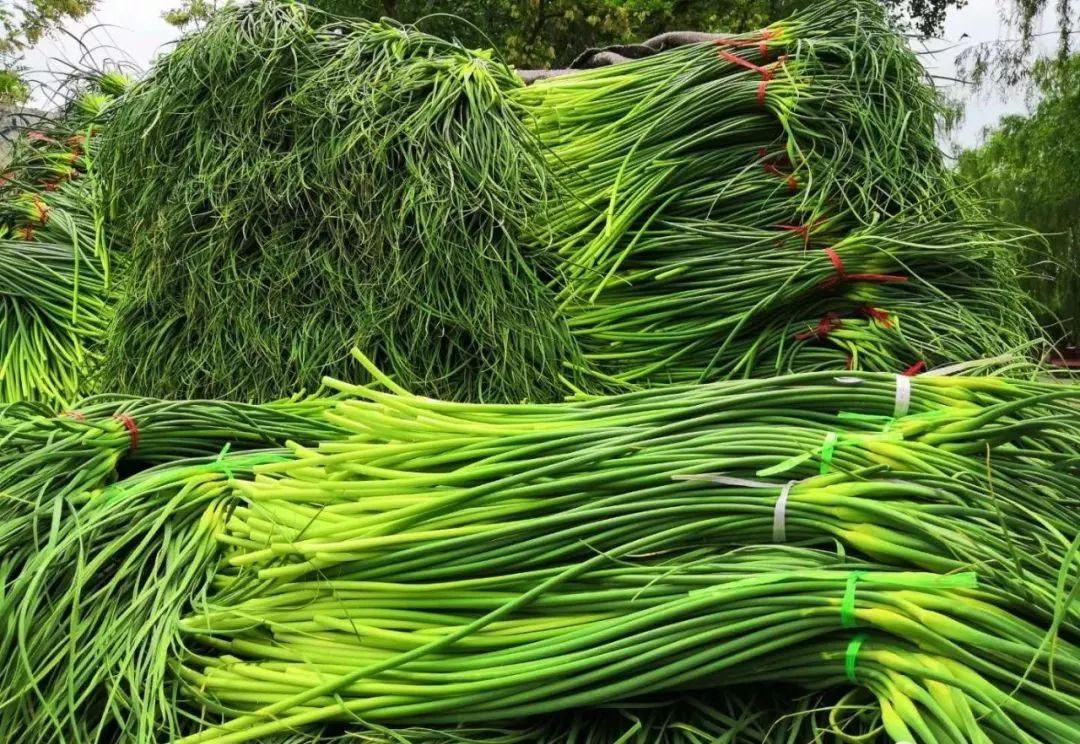 苍山蒜薹上市,2023年山东苍山蒜薹最新价格