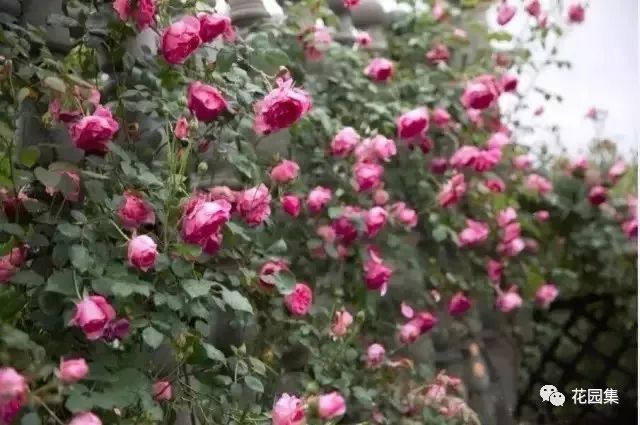 露台如何打造月季花墙,月季花墙图片大全欣赏