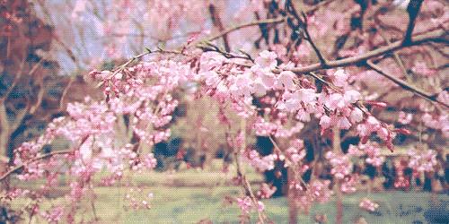 沈阳免费看樱花的景点,沈阳长白岛公园赏樱花