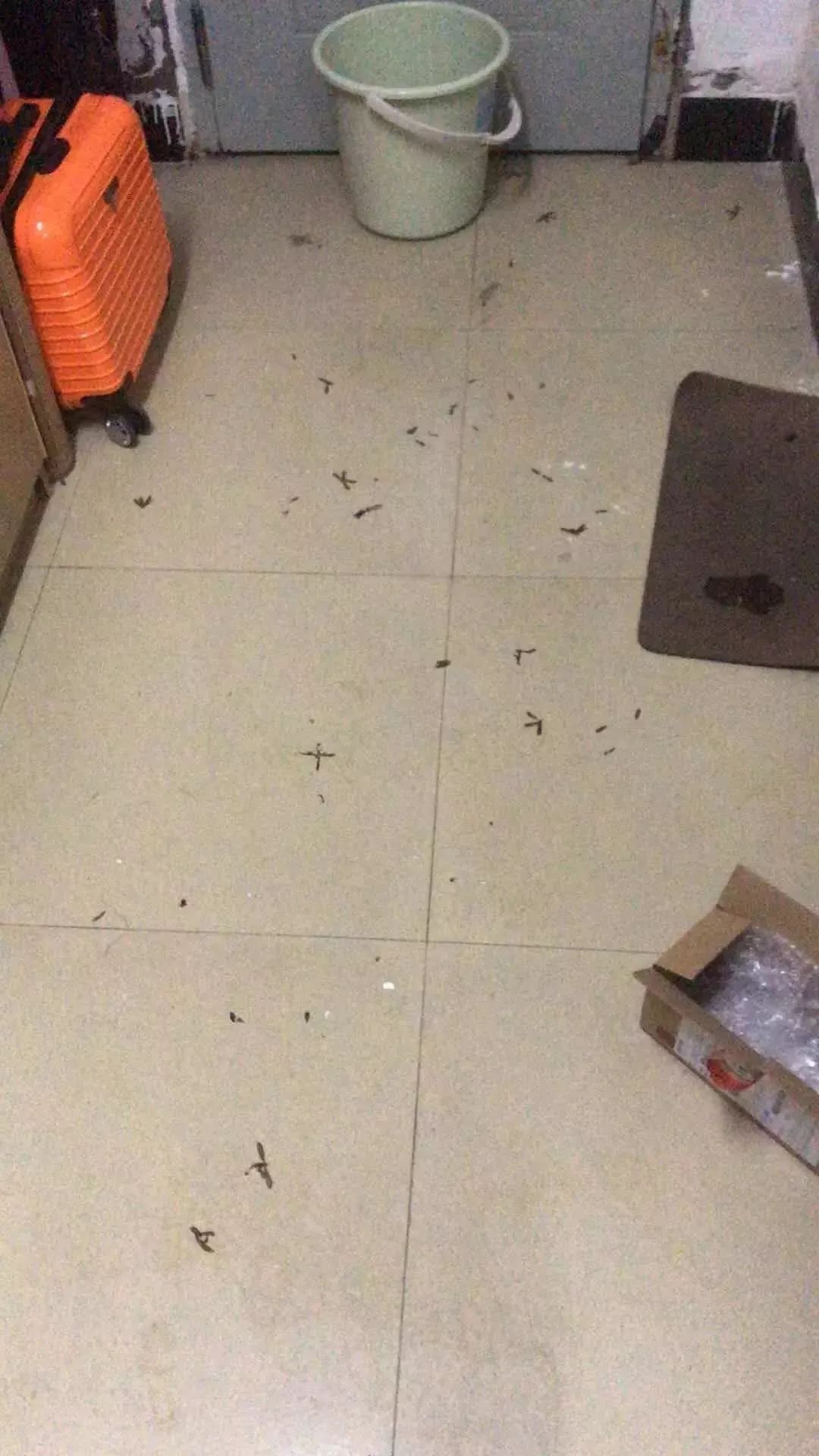 广东下雨后出现的虫子,广东雨后常见的虫子