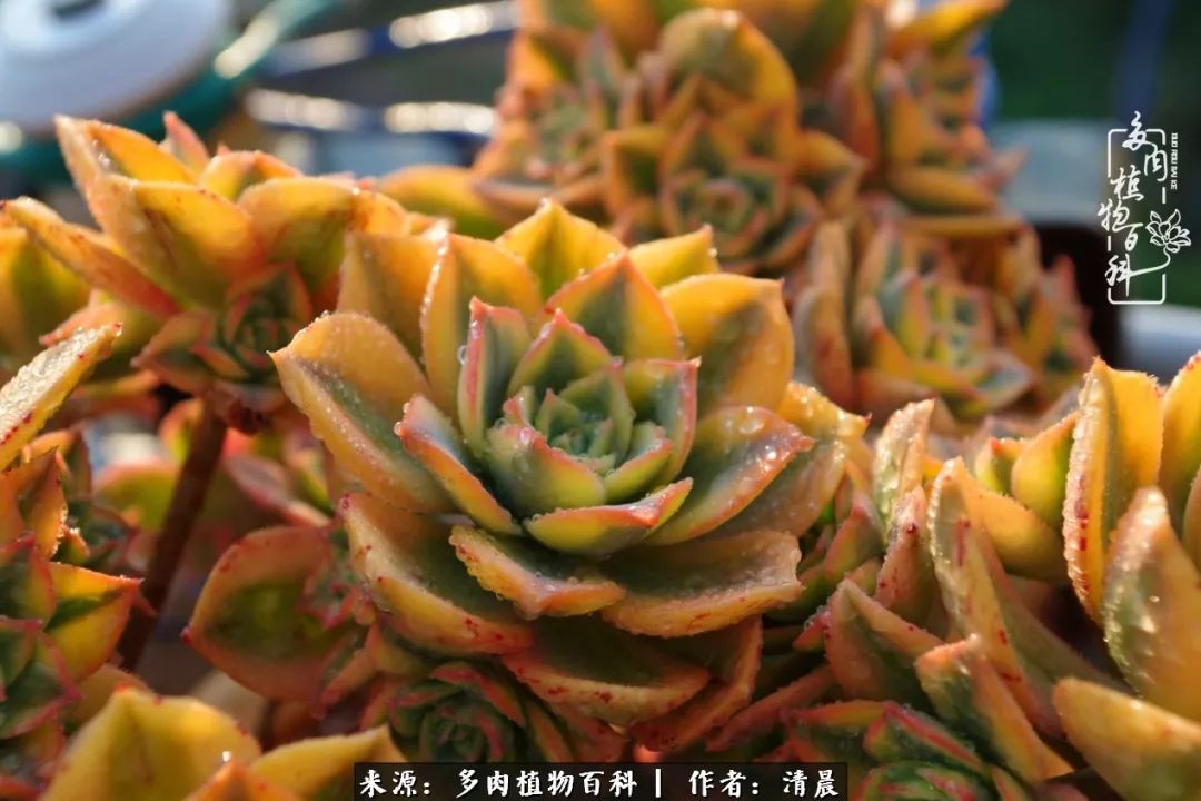 记录多肉开花的美好时光,清晨的多肉图片大全