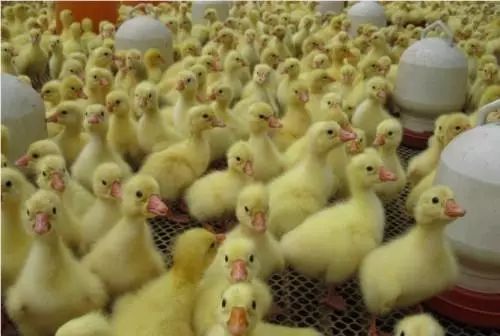 养鹅技术和方法,养鹅技术与技巧