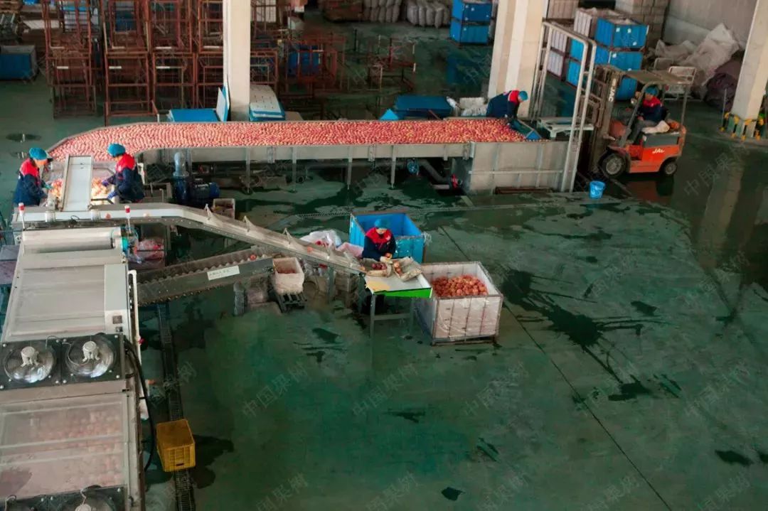 我国苹果出口流向排名,我国苹果出口